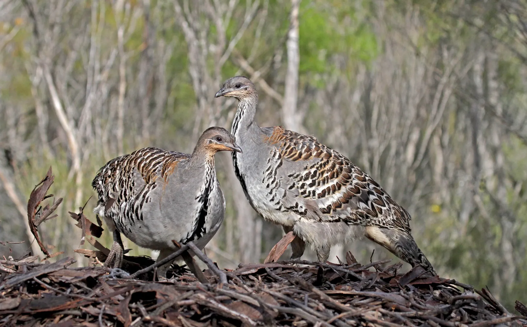 Malleefowl, Leipoa.webp