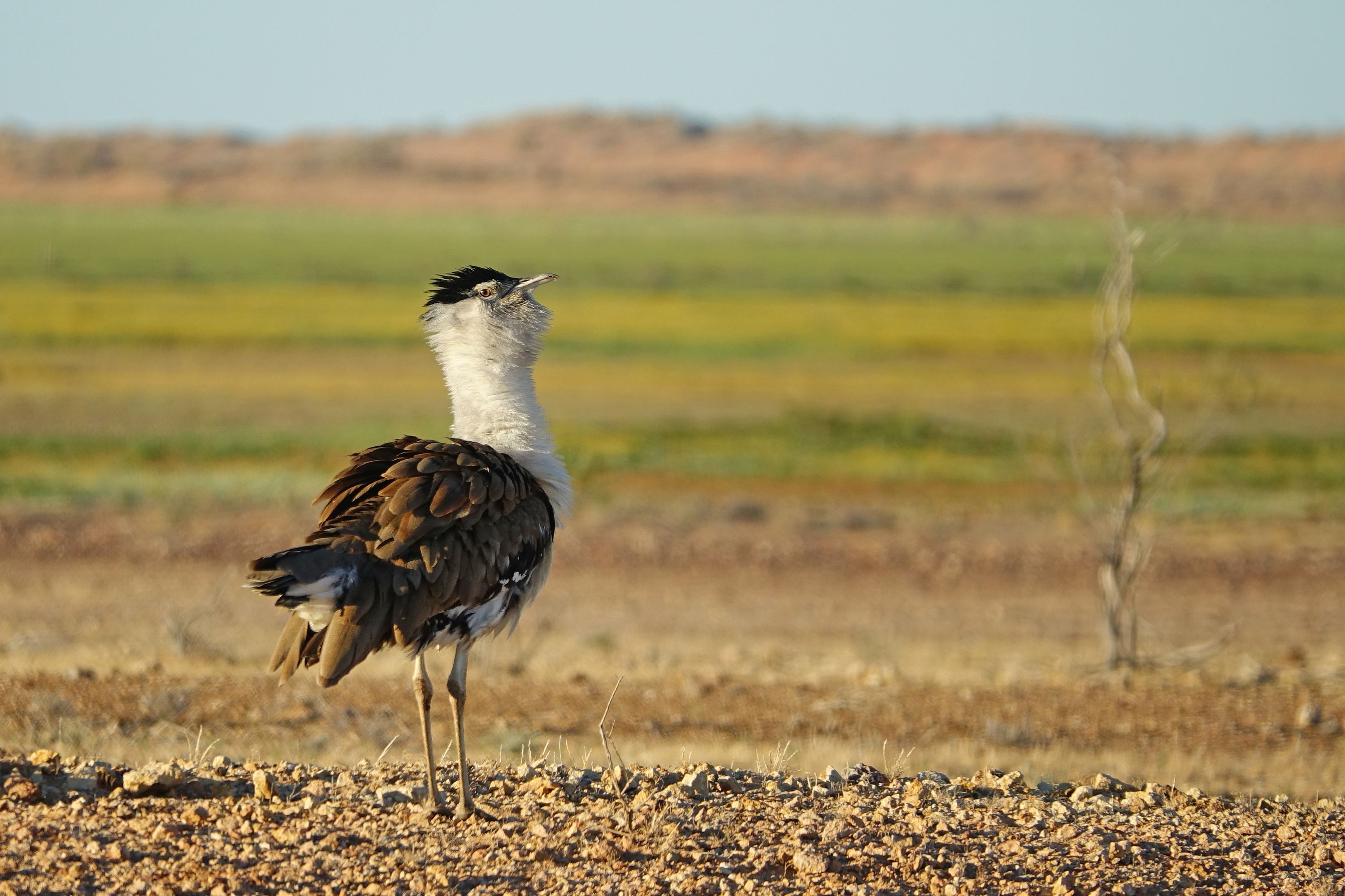 Australian Bustard.jpg
