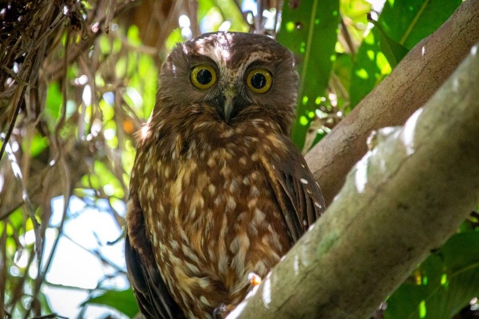 Morepork_owl.jpg