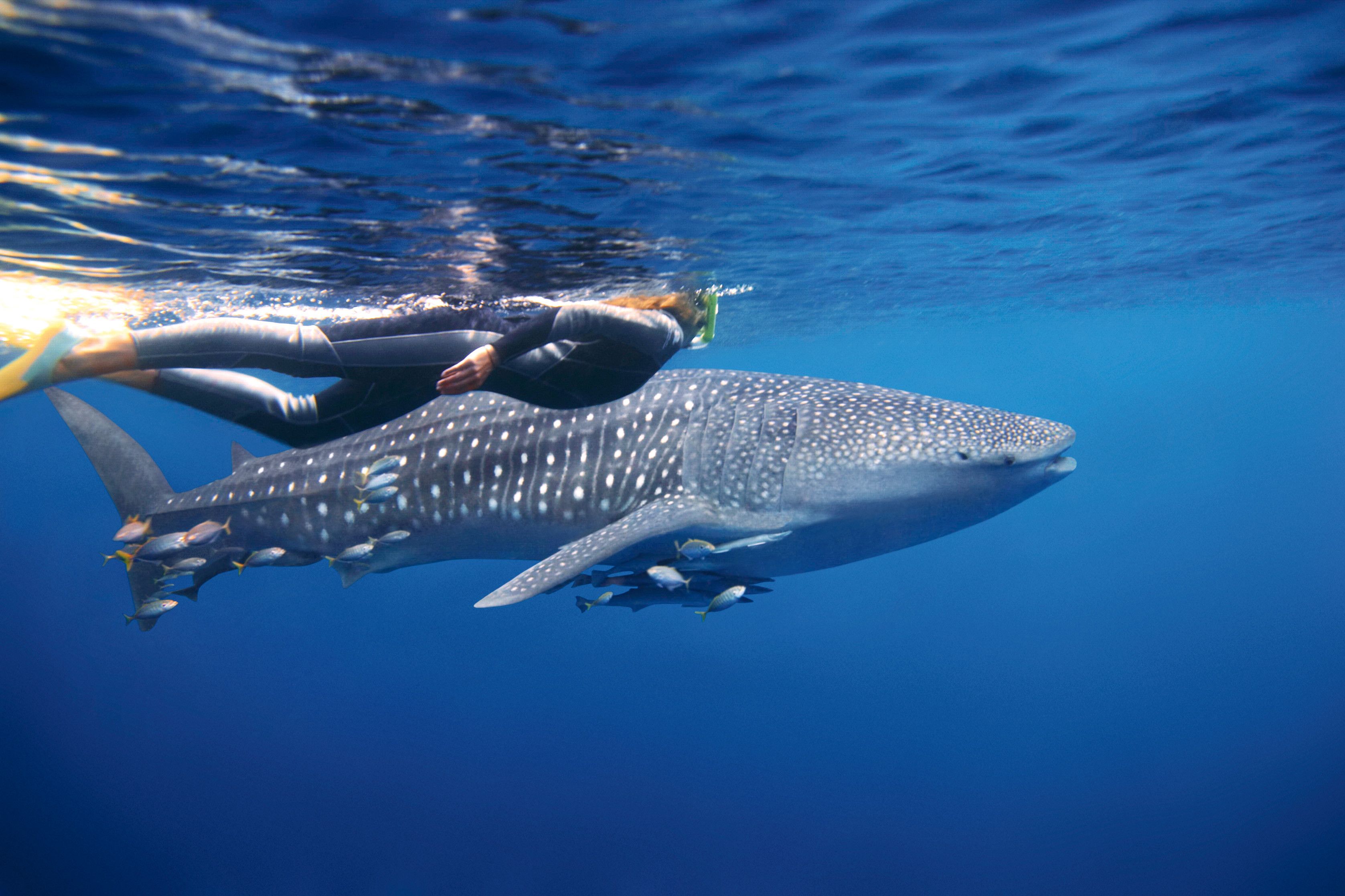Whale shark with person ningaloo
