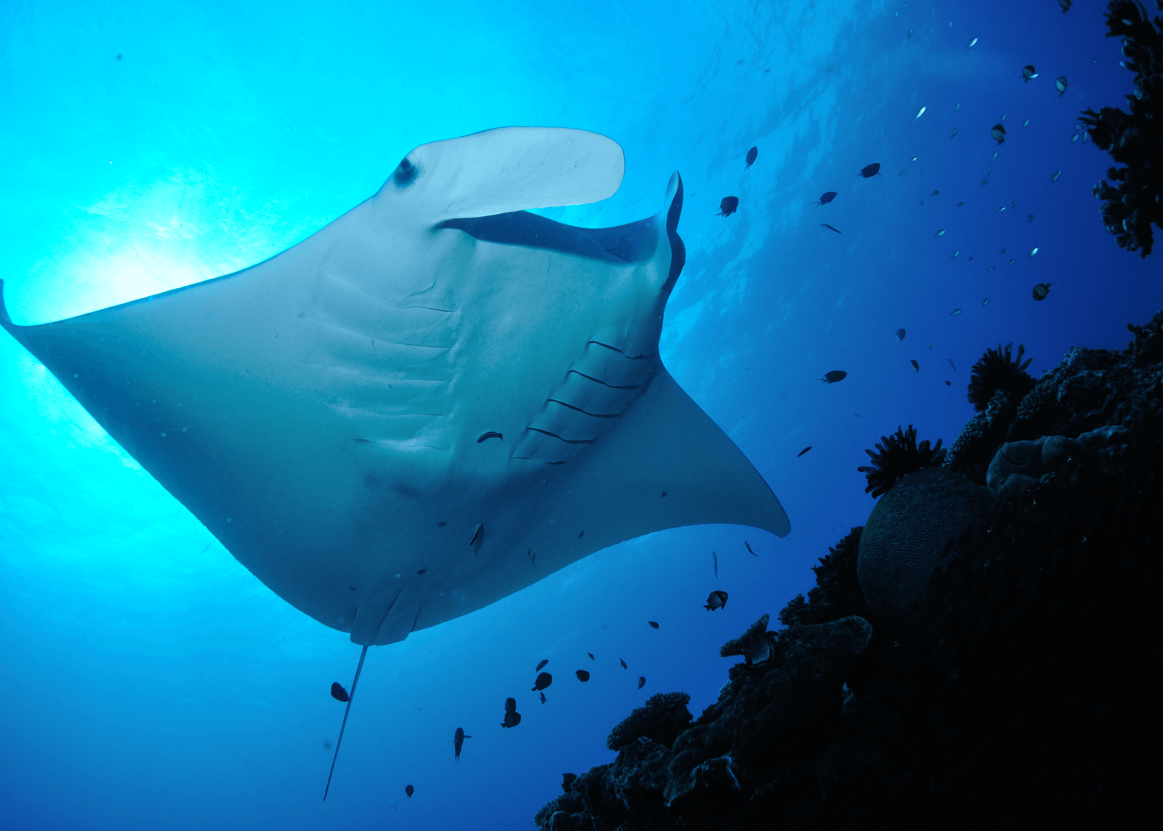 Manta Rays of Lady Elliot Island - Australian Geographic Travel