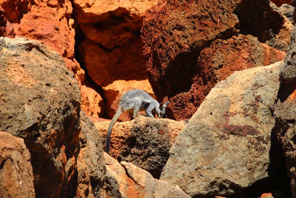 Ning black-footed-rock-wallaby-exmouth-170419p71-scaled.jpeg