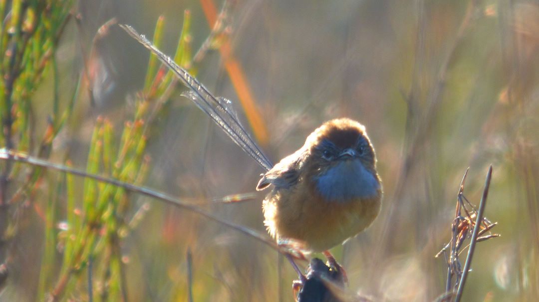 Southern Emu-wren East Gippsland